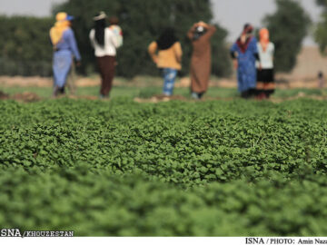 آغاز بیمه اراضی کشاورزی و دام در خوزستان