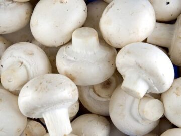 افزایش میزان تولید قارچ در کشور/ واحدهای جدید باید حمایت شوند