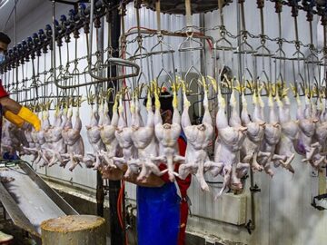 تولید مازاد دردسر جدید مرغداران/ تزریق مرغ‌منجمد وارداتی هم‌زمان با مازاد تولید