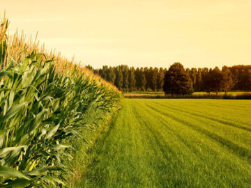 جزئیات طرح کشت قراردادی/ پرداخت بیش از ۳ میلیون تومان در هر هکتار