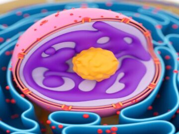 دستاوردهای سلولی محققان کشور برای درمان بیماری‌ها از ناباروری تا سرطان