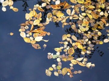 طراوت پاییزی با بارش‌های پیش‌‌ِ رو/ ساکنان مناطق کوهستانی منتظر برف باشند