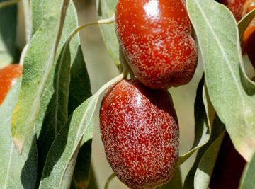 مرغوبیت بالای سنجد تولیدی در آذربایجان شرقی