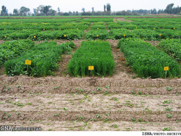کشت ۱۰ هزار هکتار محصولات پاییزه در مسجدسلیمان