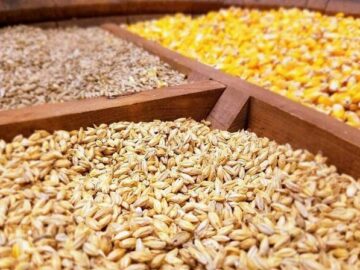 ادامه واردات نهاده‌های دامی به کشور از بندر امام