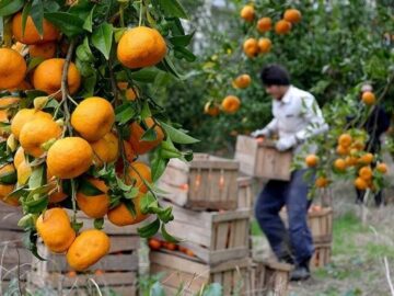 ارزانی مرکبات و گرانی کود دغدغه باغداران مازندرانی