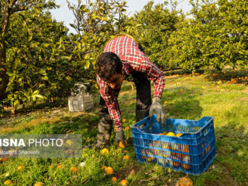رسوب محصولات در سردخانه‌ها به ضرر باغداران است