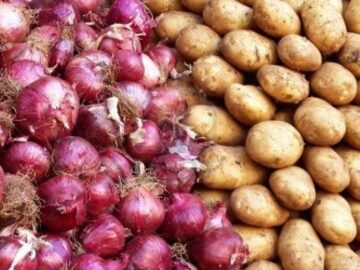 روزانه ۲۰۰۰ تن پیاز صادر می‌شد