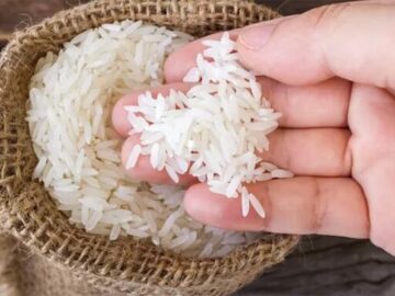 شروع خرید توافقی ارقام پُرمحصول برنج در شهرستان ساری