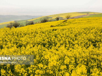واریز مابه‌التفاوت قیمت کلزا به حساب کشاورزان خوزستانی