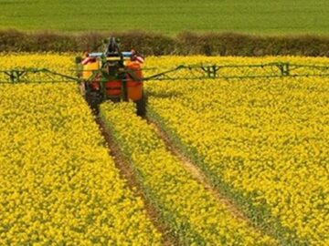 پیش بینی کشت ۵٠٠٠ هکتار «کاملینا» در لرستان