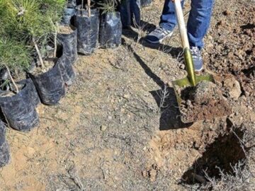 آ‌غاز پویش کاشت یک میلیارد اصله درخت در هفته منابع طبیعی/ ‌۱۰۰ درصد مجوزهای منابع طبیعی‌ سیستمی می‌شود