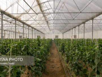 آمار دقیقی از گلخانه ها وجود ندارد/ راه اندازی سامانه مدیریت هوشمند