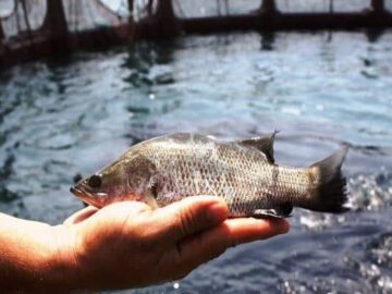 امکان دستیابی به رشد ۲ برابری تولیدات آبزی‌پروری در خوزستان