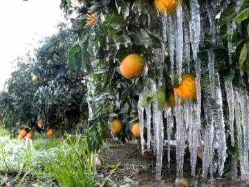 تاکنون سرمازدگی محصولات کشاورزی در خوزستان نداشته‌ایم