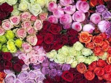 دلالان گل های رز را دپو کردند/ یک شاخه گل رز ۵۰ هزار تومان