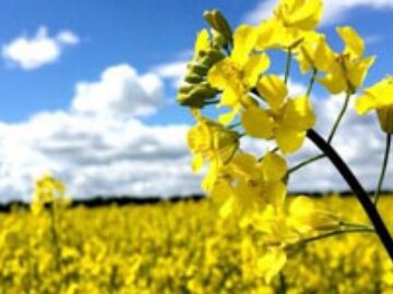 سیاست جدید هند برای حمایت از تولید کنندگان محصولات اساسی کشاورزی