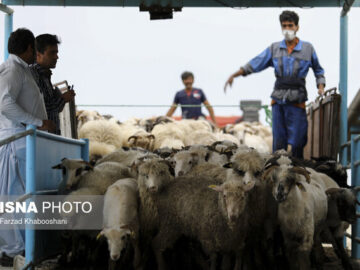 صادرات دام از بوشهر به صورت رسمی عملیاتی شود