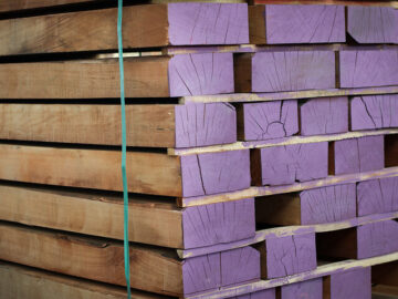 طرح استراحت جنگل های هیرکانی، کشت چوب در ایران را رونق می‌دهد؟