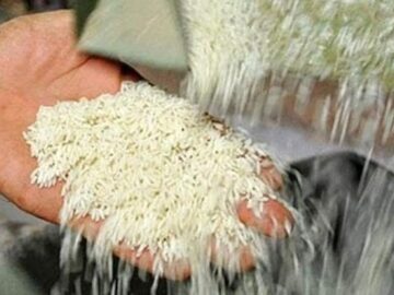 واردات برنج کلاً ممنوع شد