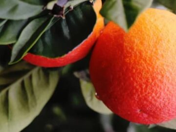 پیش بینی تولید ۵٫۶ میلیون تن مرکبات در کشور/۱۵۰ هزار تن مرکبات صادر شد