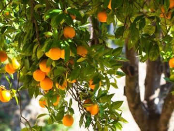 چهار مشکل باغداران‌ در فروش مرکبات/‌ اتحادیه‌‌ها برای خرید میوه‌‌های نوروزی از باغدار تعلل می‌کنند