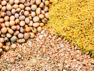 کارخانه‌های خوراک دام و طیور  ۳۰ درصد ظرفیت تولید می‌کنند/ارز تغییر کرد ولی وعده‌ها عملیاتی نشد