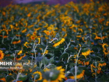 کاهش مالیات بر ارزش افزوده ۷ قلم دانه روغنی ابلاغ شد