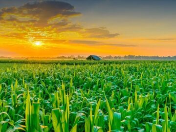 ایران استوار؛ ۴۴ سال افتخار| ایران صادر‌کننده‌ محصولات لبنی به‌ ۵۰ کشور دنیا/ رشد ۱۰۰ درصدی سرانه تولیدات کشاورزی پس از انقلاب