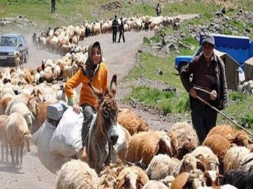 بیمه ۷۹۰۰ نفر از عشایر لرستان