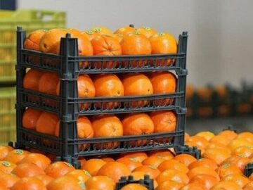 تامین و ذخیره‌سازی میوه شب عید در خوزستان