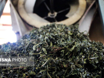 تنظیم بازار چای به بخش خصوصی واگذار شد