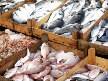 تولید بیش از یک میلیون تن محصولات شیلاتی در سال جاری