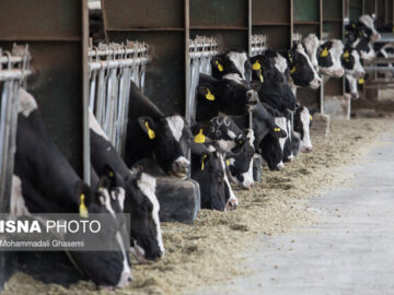جلوگیری از خروج ارز با کسب دانش فنی تولید مکمل غذای دام
