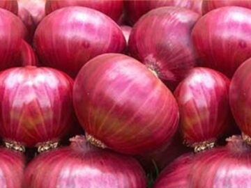 راهکار جدید برای کاهش قیمت پیاز/ قاچاق دلیل اصلی رشد نرخ پیاز اعلام شد