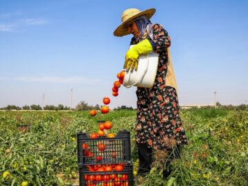 عوارض صادرات گوجه فرنگی زراعی ۷۰ درصد باقی ماند