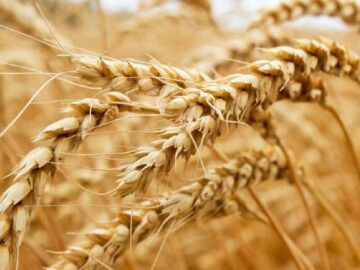 واردات گندم ۲ میلیون تن کمتر از پارسال