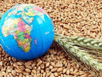 چگونه می توان ضریب امنیت غذایی را با زمین های دیم افزایش داد