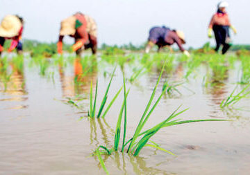 برنج ایرانی جز جدا نشدنی سفره ی ایرانیان