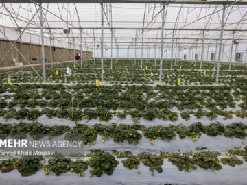 تشکیل ۴۴۷ کمیسیون نظارت بر اصناف کشاورزی در تعاون روستایی