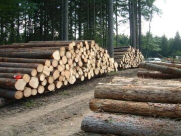 نیاز کشور به افزایش ۵ برابری زراعت چوب