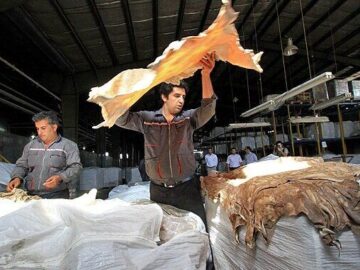 کمبود پوست؛ معضل امروز صنعت چرم کشور| رشد ۵۰درصدی قیمت پوست ظرف یک سال