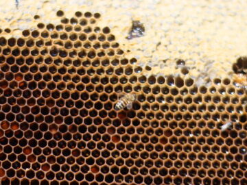 حفظ رتبه سوم در تولید اصل دنیا، در گرو دریافت وام کم بهره است