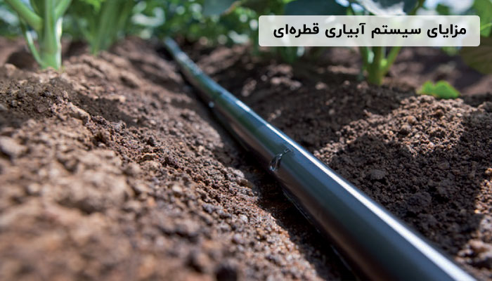 آبیاری قطره ای یا بارانی: کدام روش برای شما مناسب تر است؟