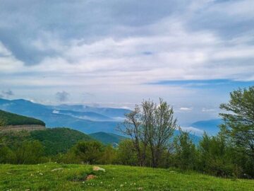 تهدید ها و فرصت ها برای تولید در حوزه چوب| آیا صنعت چوب در ایران توجیه اقتصادی دارد؟