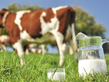 تولید ۱۱.۷ میلیون تن شیرخام در کشور| ایران نوزدهمین تولیدکننده شیر جهان