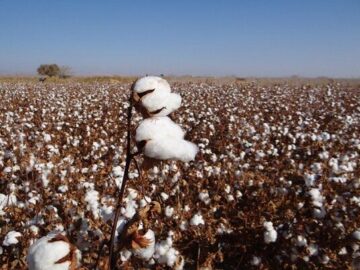 پتانسیل تولید پنبه بیش از ۲ برابر نیاز صنعت نساجی است