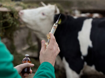 ۱٠٠ هزار راس دام در ایلام واکسینه شدند