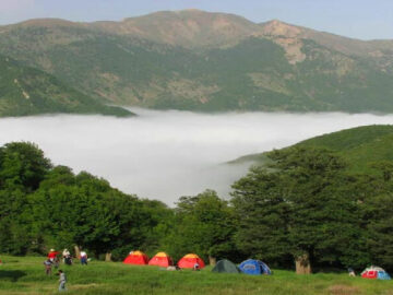 ارزیابی تولیدکنندگان صنعت چوب درباره استراحت جنگل ها، رزاعت چوب می تواند خلاء بازار را جبران کند