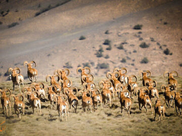 جست و گریز رویایی آهوان در پارک ملی گلستان | جلوه گری آبشارها گردشگران را مجذوب خود می کند